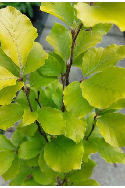 Саджанець Бука Dawyck Gold